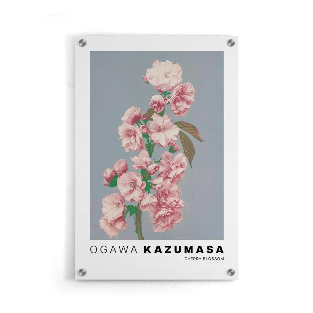 Ogawa Kazumasa - Cherry Blossom