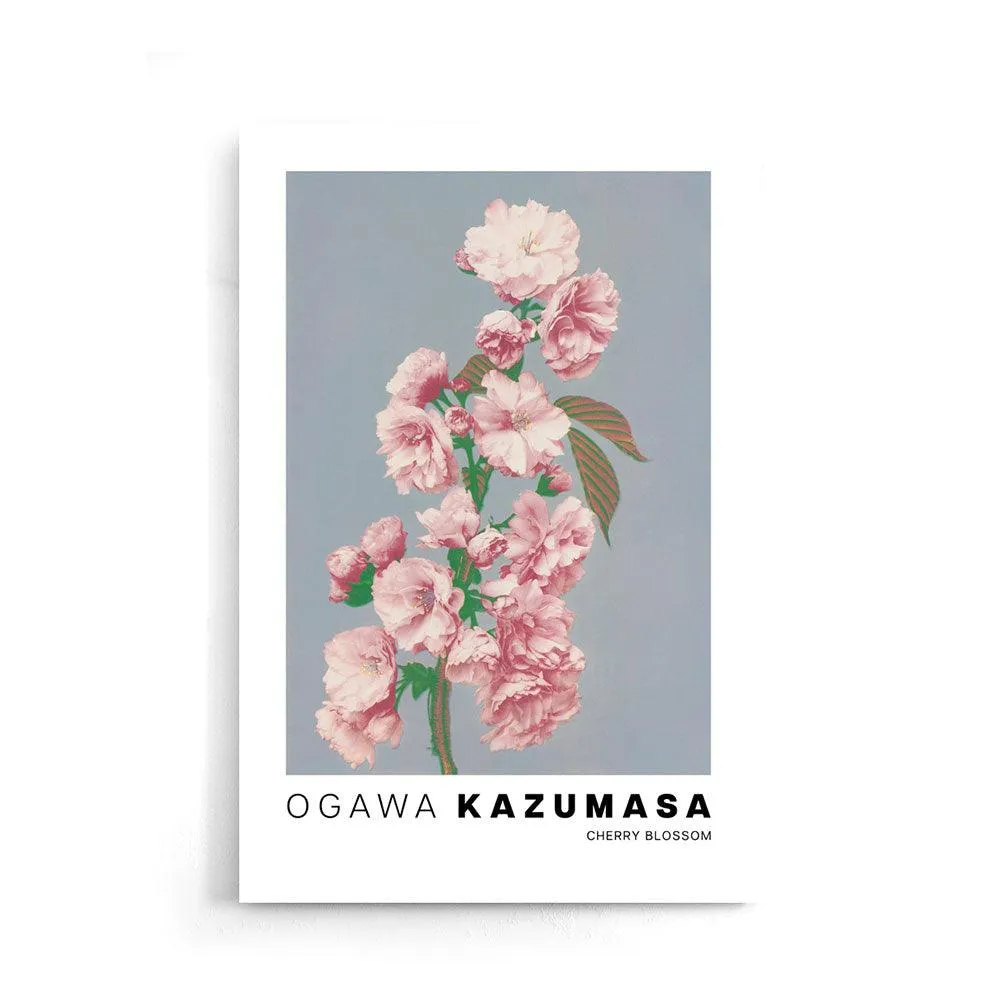 Ogawa Kazumasa - Cherry Blossom